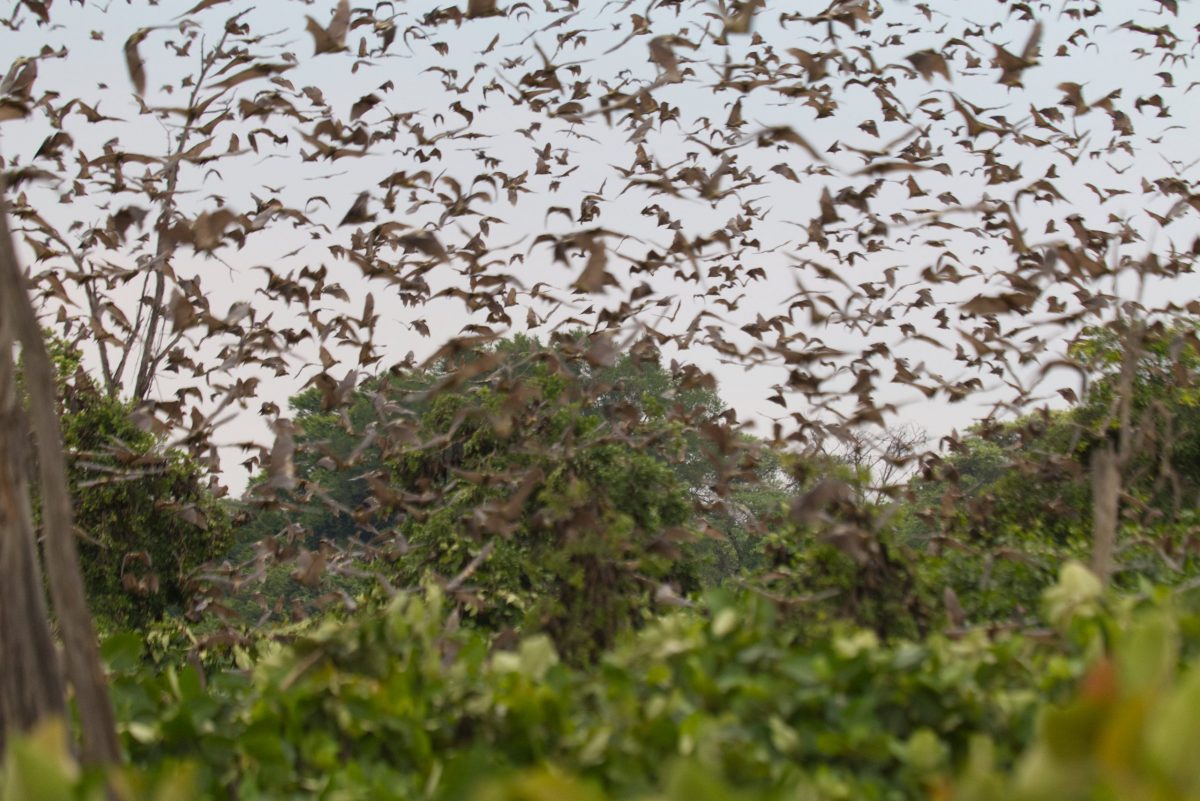 Abensonne Afrika_Kasanka NP Sambia_Liane Merbeck