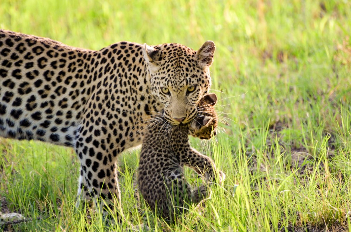 Kwara Camp - Wildlife - 2