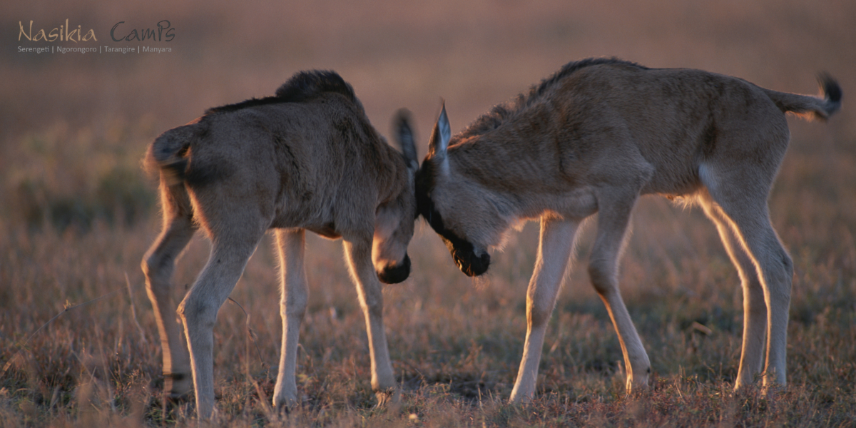 March Nasikia Camps for Gica Image 1 (1)