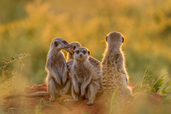 meerkat-experience-Marcus-Westberg-Tswalu-330-1024x683.jpg