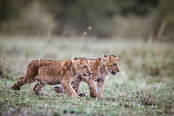 Lion cubs running on rain in the wild.