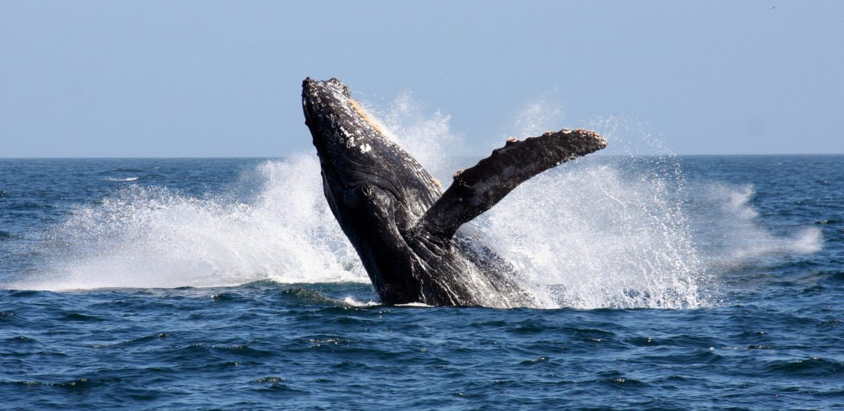 ASA NL -humpback-whale-false-bay