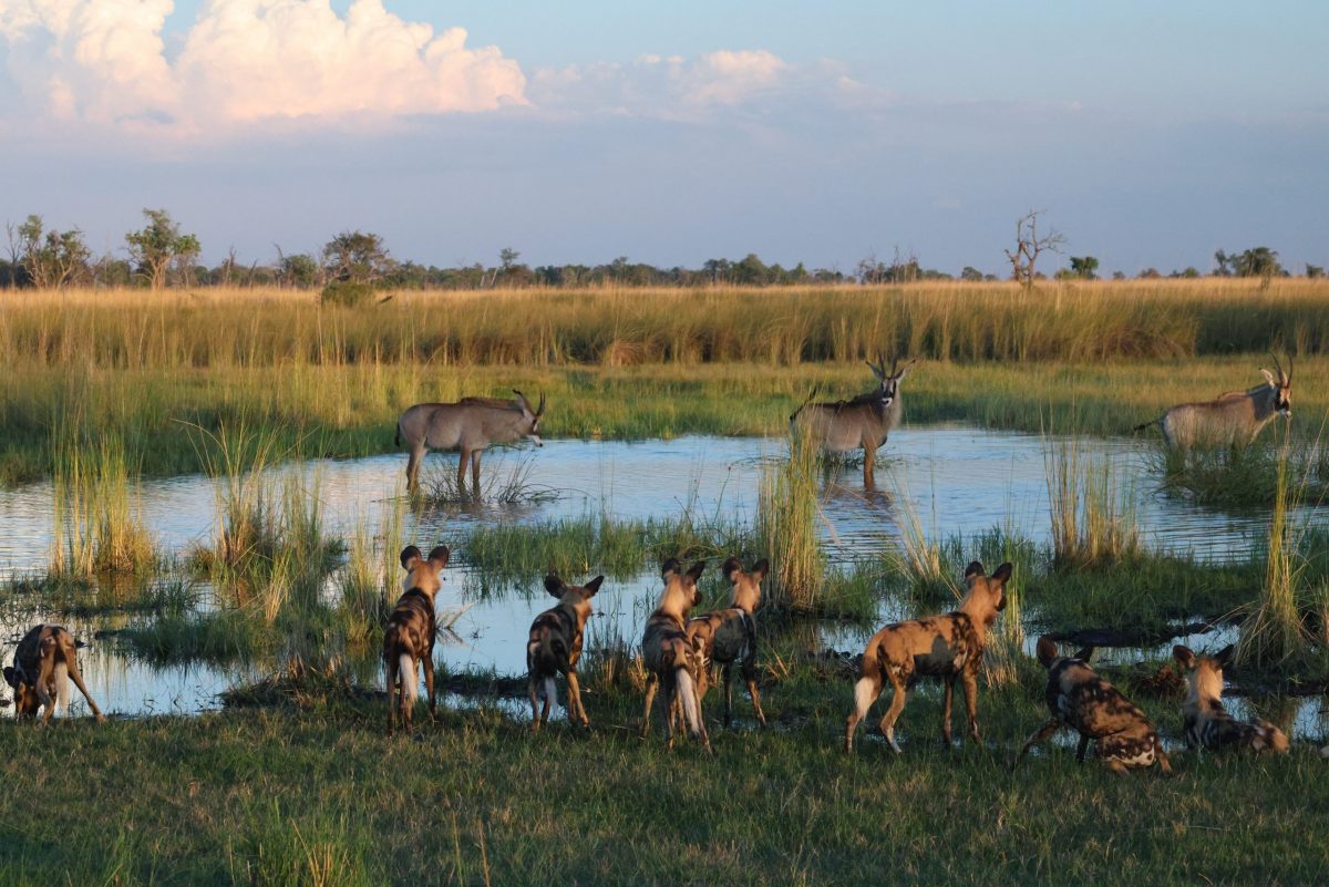 Green Season - Kwando Botswana - African Wild Dog hunting Roan